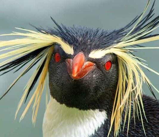 rockhopper penguin with yellow hair