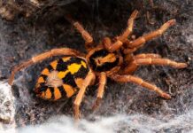 adult pumpkin patch tarantula