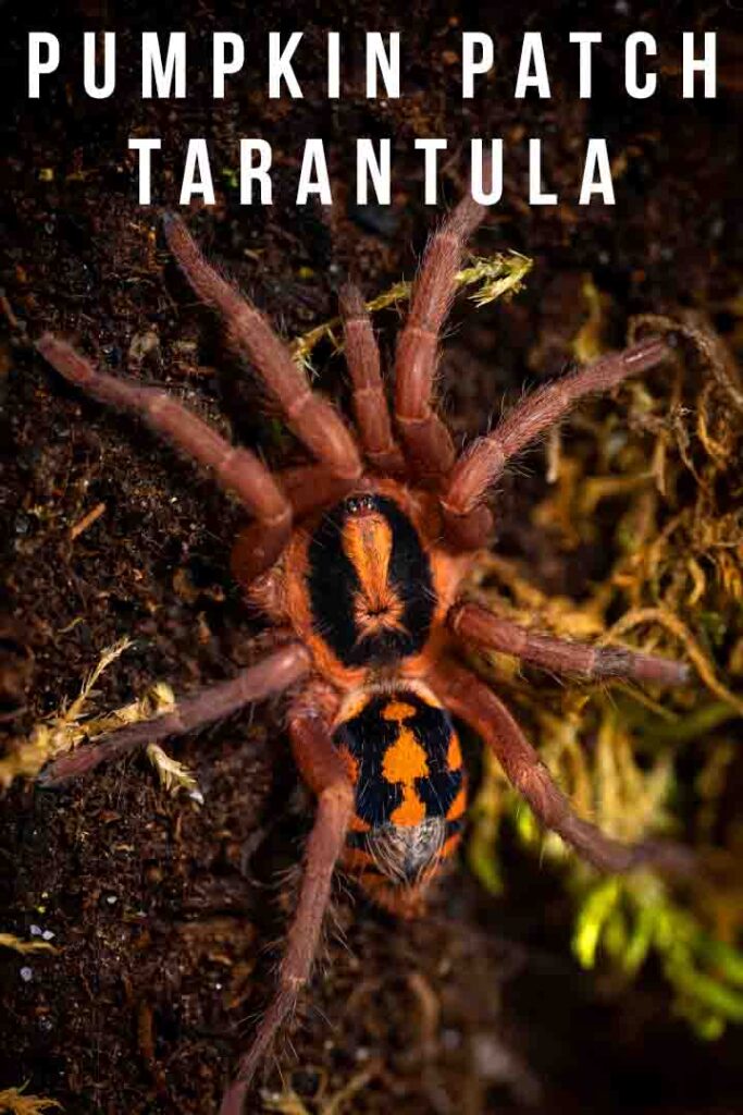 pumpkin patch tarantula