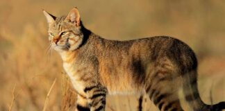 what cat watching prey