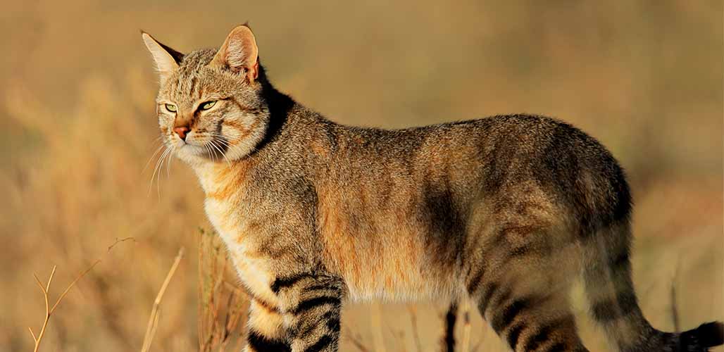 What Do Wild Cats Eat In Nature?