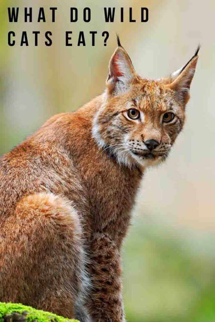 What Do Wild Cats Eat In Nature?