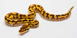 yellow belly ball python snake