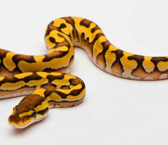 yellow belly ball python snake