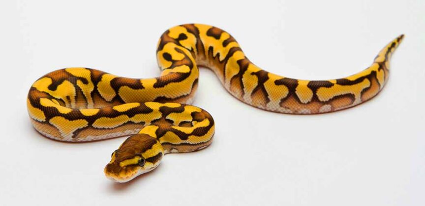 Yellow Belly Ball Python Morph Traits And Types 8927