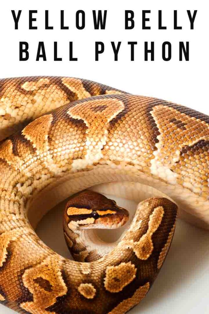 adult yellow belly ball python