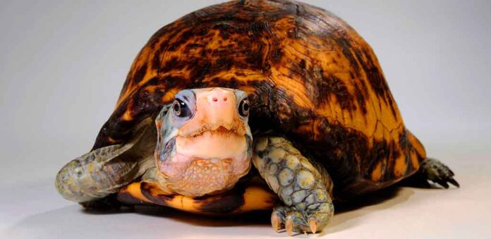 12 Types of Box Turtle, Their Differences and Similarities