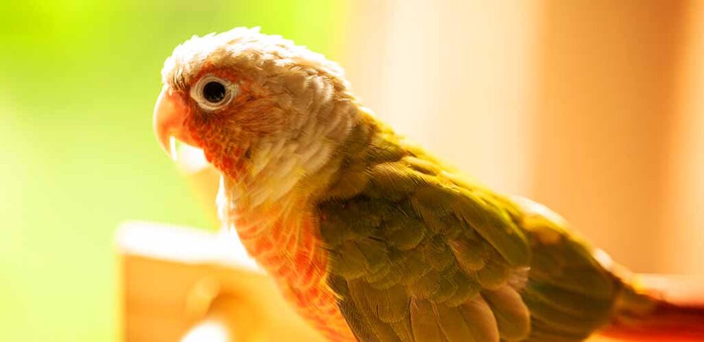 Pineapple Green Cheek Conure Traits and Care