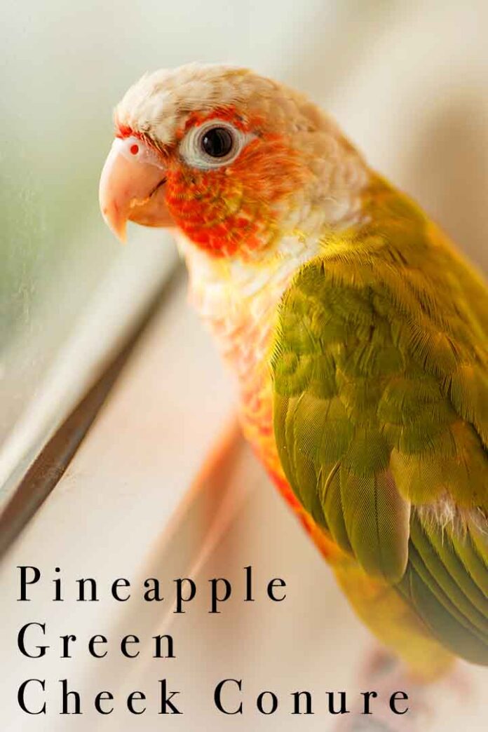 Pineapple Green Cheek Conure Traits and Care
