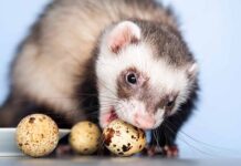 ferret eating an egg