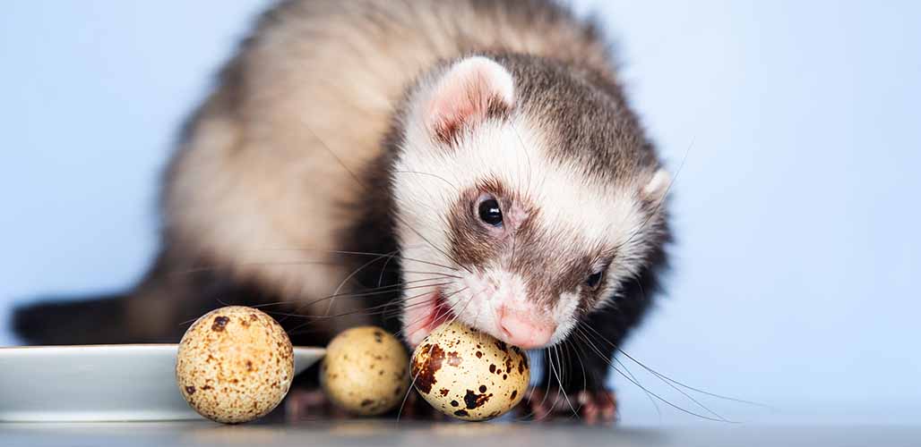 What Animals Eat Eggs - From Pets To Predators