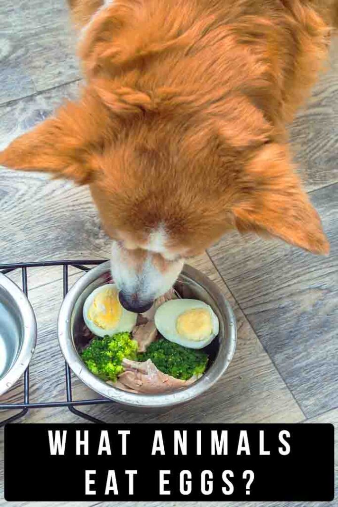 dog eating eggs