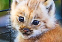 pet lynx kitten