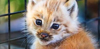 pet lynx kitten