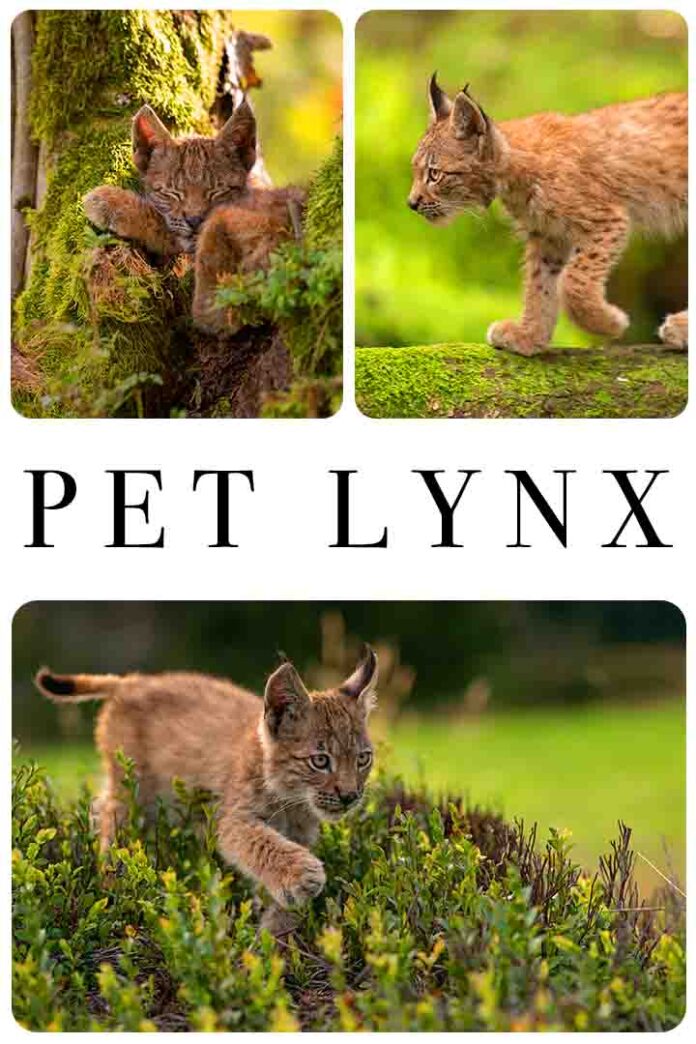 How To Keep A Pet Lynx