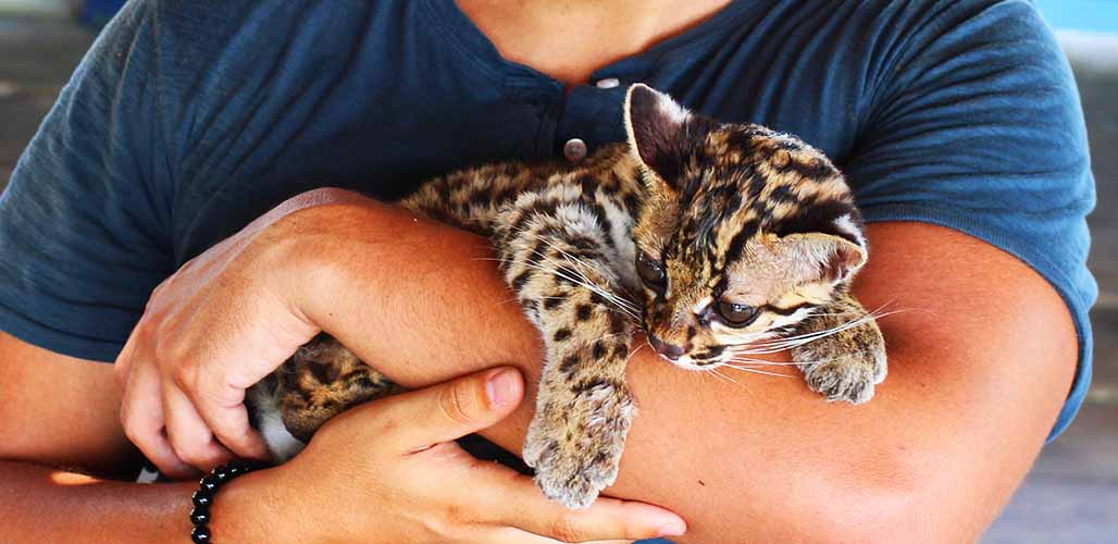 how much do ocelots cost