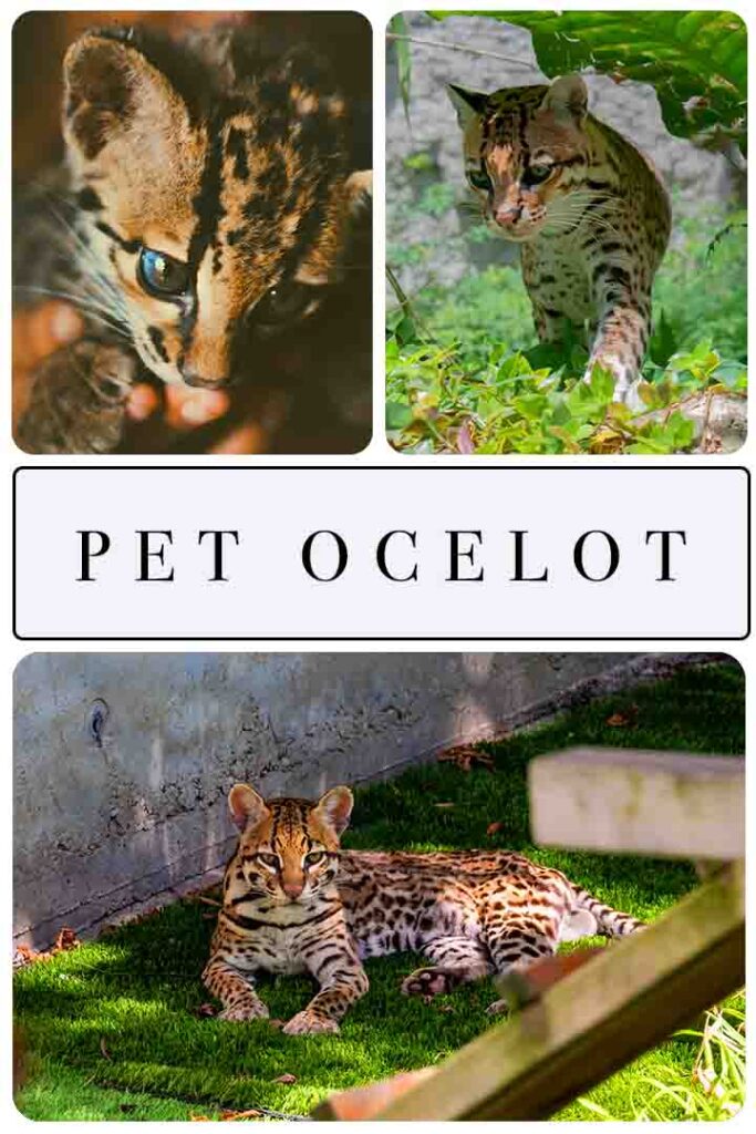 can an ocelot be a house pet