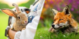fox hunting rabbit