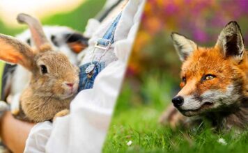fox hunting rabbit
