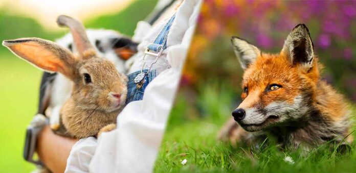 fox hunting rabbit