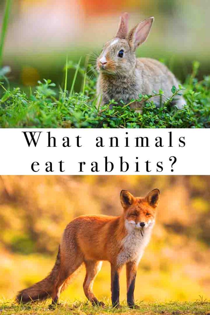 what eats rabbits