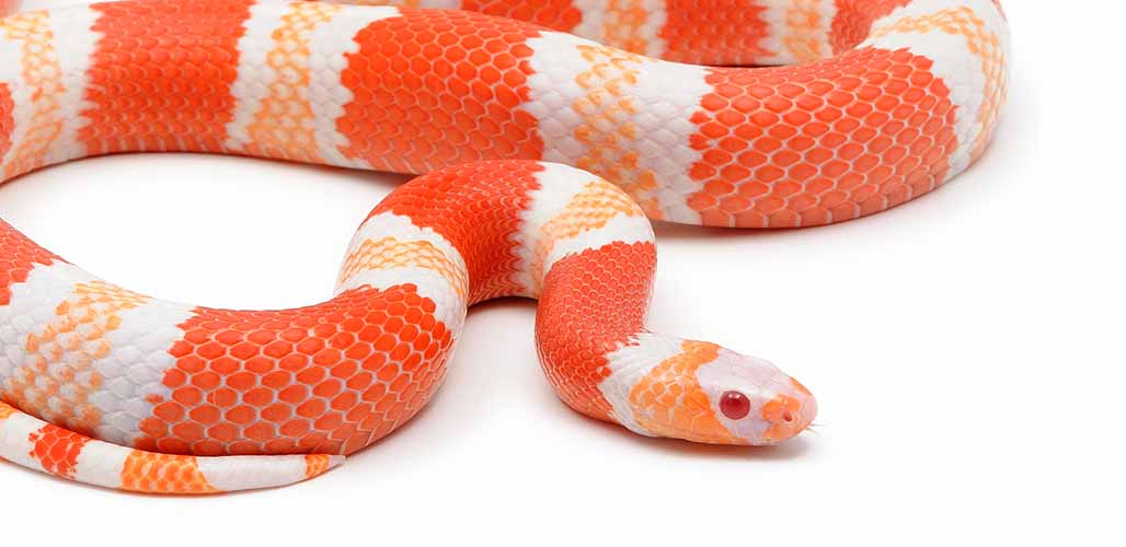 nelson milk snake