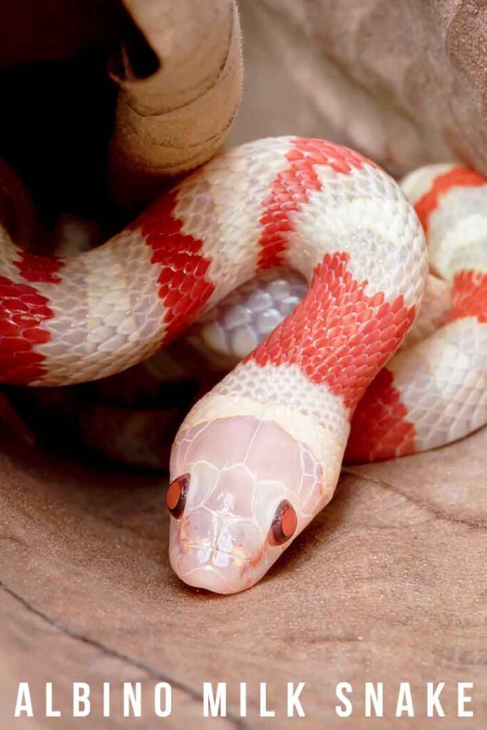 albino milk snake