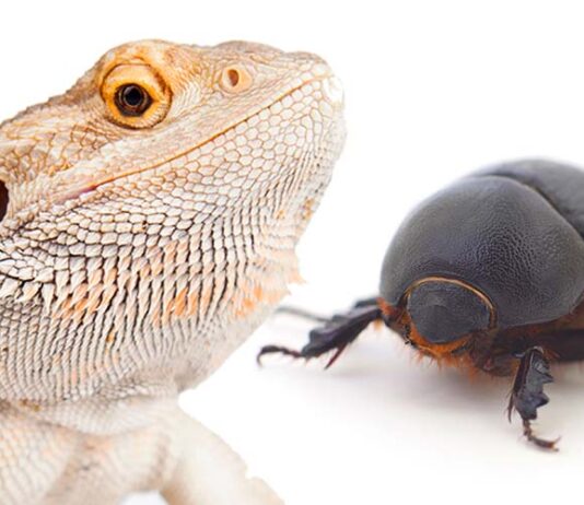 can bearded dragons eat beetles