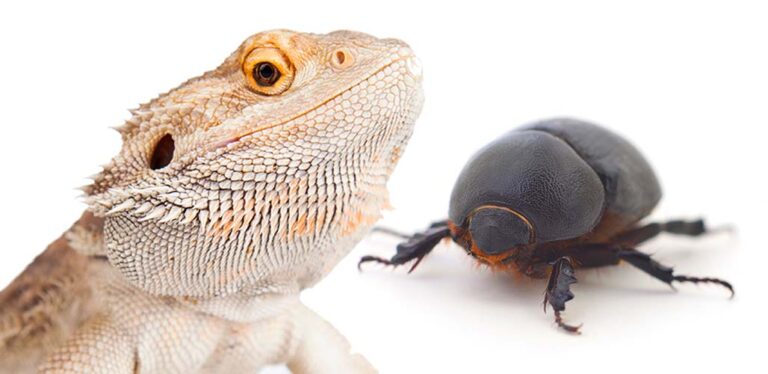 Crisp Can Bearded Dragons Eat Beetles Background Illustration Crisp Can Bearded Dragons Eat Beetles Background Illustration