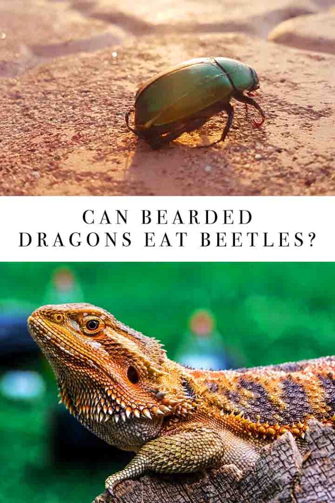 can bearded dragons eat beetles