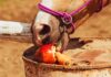 horse eating an apple