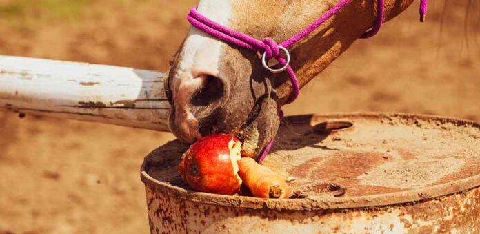 horse eating an apple