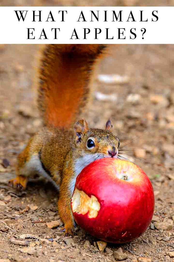 squirrel eating an apple