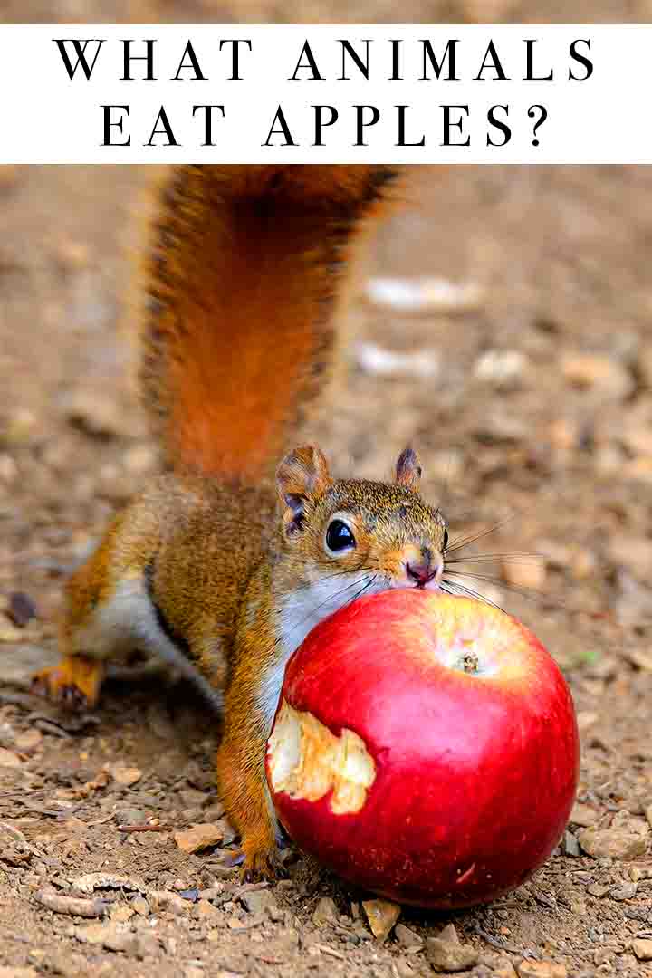 what-animals-eat-apples