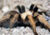 Arizona Blonde Tarantula arizona blonde tarantula