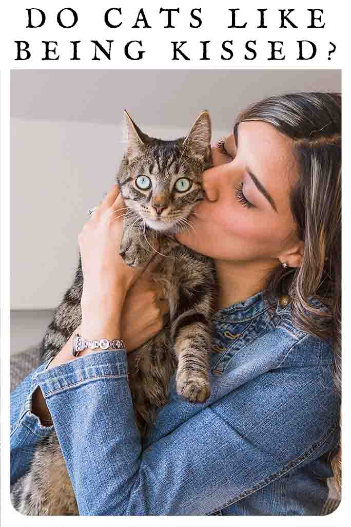 Do Cats Like Being Kissed? Learning How Cats Show Love