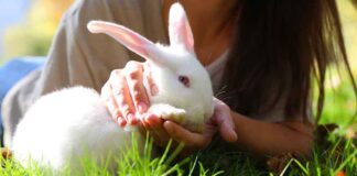 how long should you spend with your rabbit