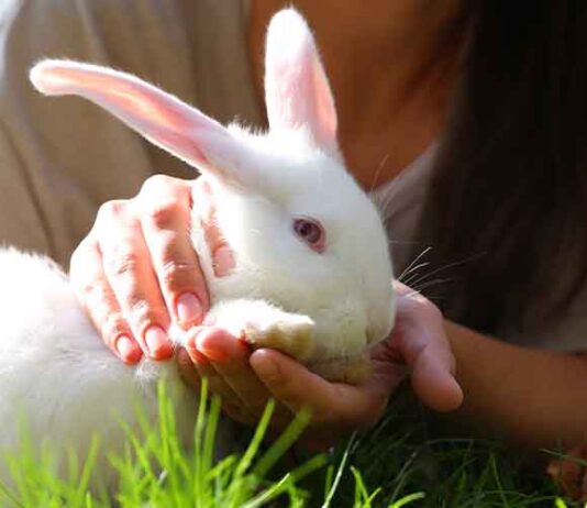 how long should you spend with your rabbit
