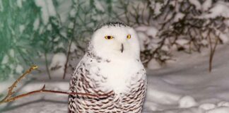 snowy owl names