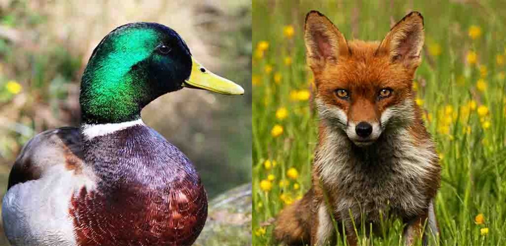What Eats Ducks? Wild And Domestic Duck Predators