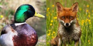 what eats ducks