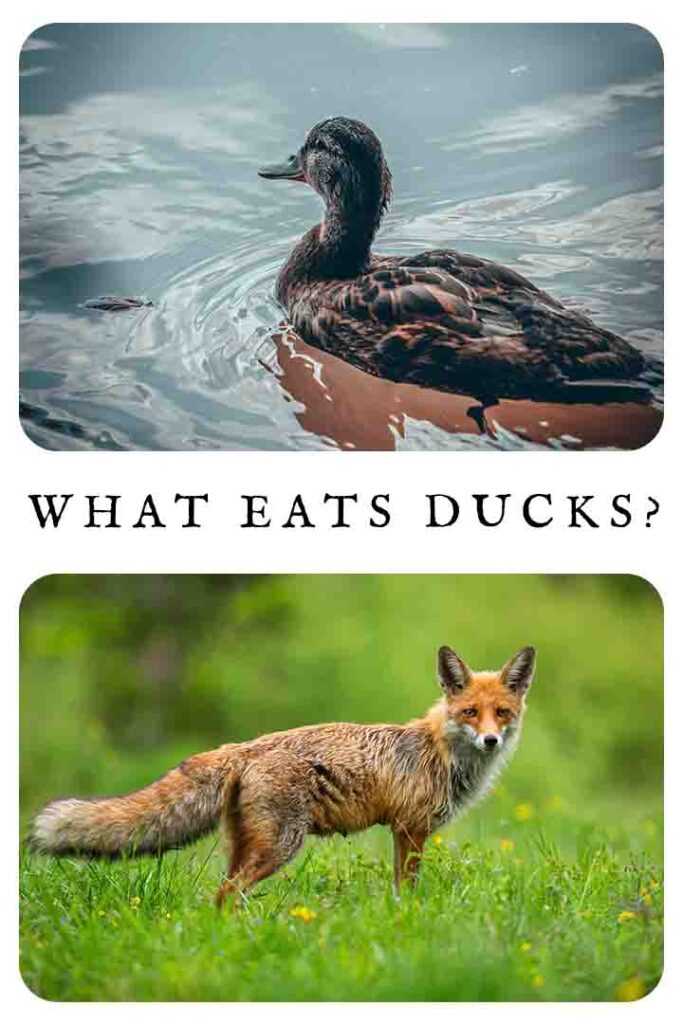 what eats ducks