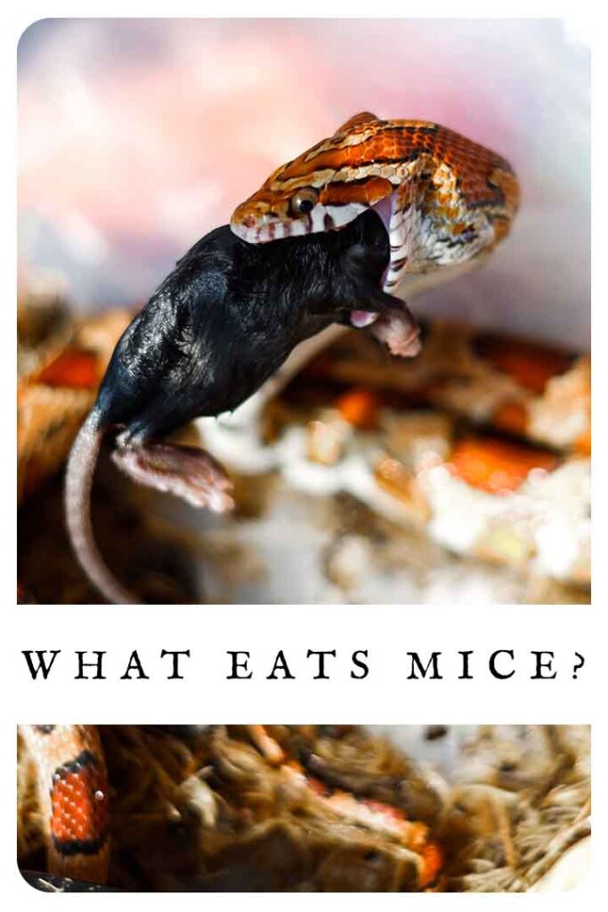 what eats mice