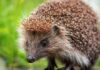 what eats slugs - hedgehog