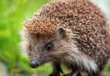 what eats slugs - hedgehog