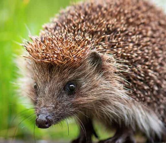 what eats slugs - hedgehog