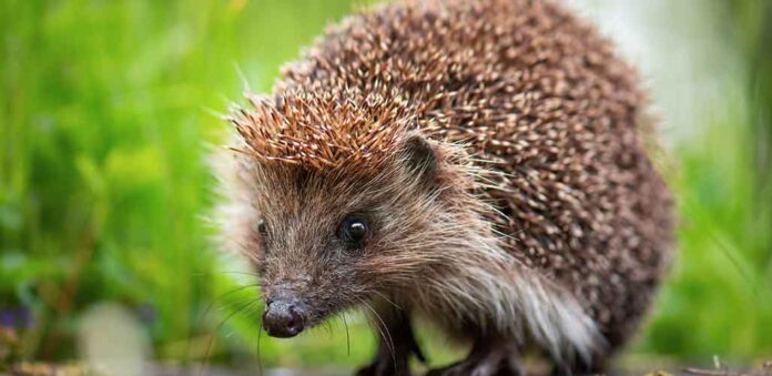 what eats slugs - hedgehog