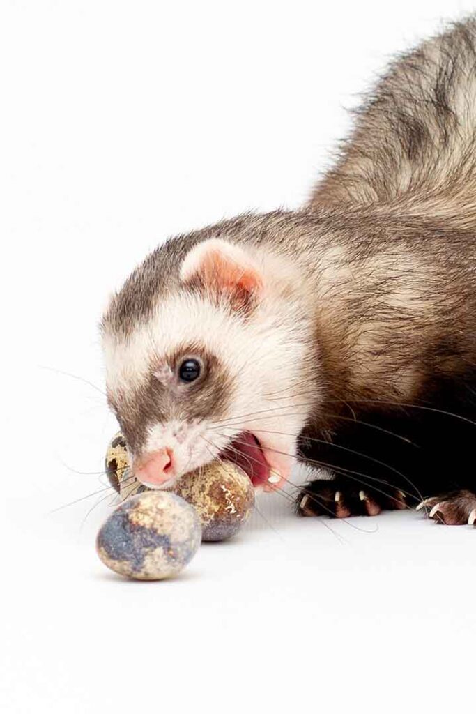 can ferrets have dog treats