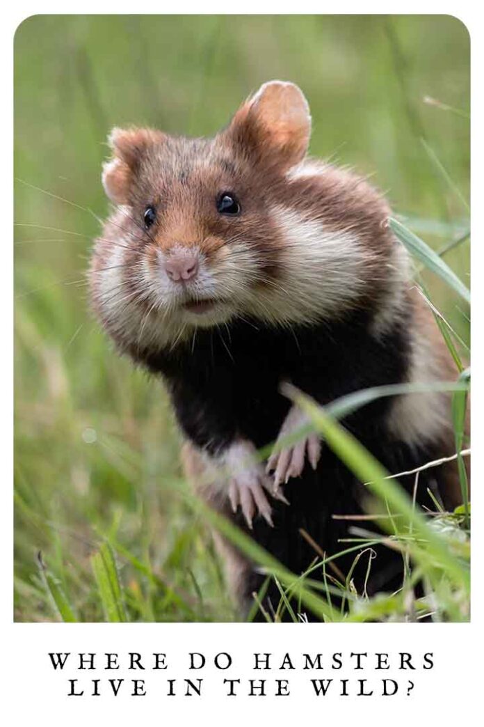Where Do Hamsters Live In The Wild?