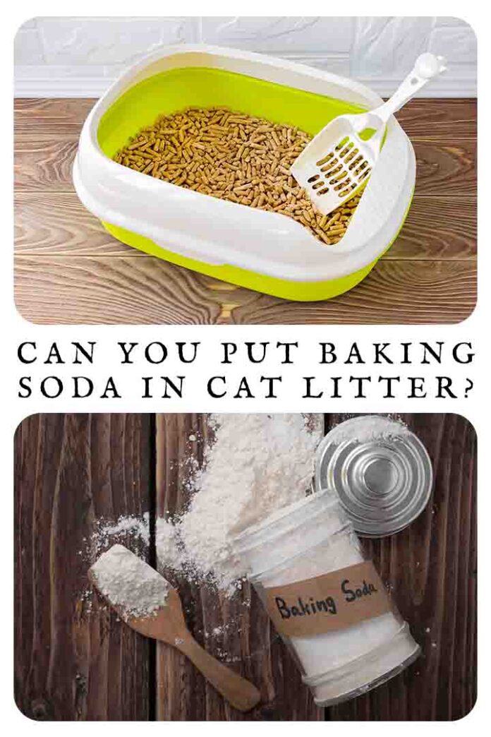 Can You Put Baking Soda In Cat Litter?